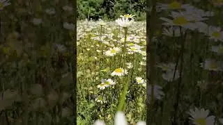 Господь любит вас 💞