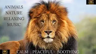 #relaxingmusic#relax#nature Beautiful Relaxing Music, Animals Close up, Stress Relief,Reduce Anxiety