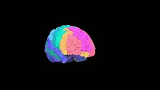 human brain rainbow