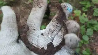 Открыл сезон , первый выезд за грибами. Белые попадаются ...