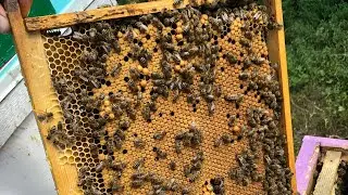 Дела на пасеке🐝