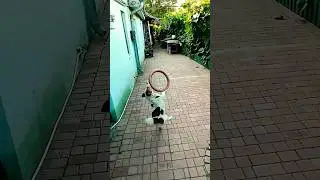 💤 240 fps slowmo dog play 