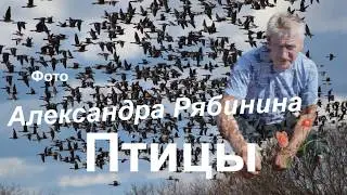 Студия вовка представляет. А.  Рябинин.  Птицы.