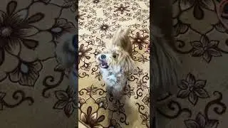 Маскировка 80 lvl .Почти идеально сливается с ковром. Почти 😃 #dog #shortvideo