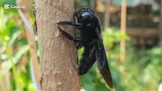 European dark bee