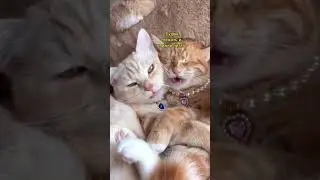 Понятно каждому книголюбу ❤️😅 
