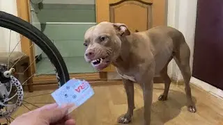 СОБАКА РЫЧИТ НА МЕНЯ ЗА ТО ЧТО Я ЕЁ РУГАЮ