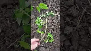 To prevent tomato seedlings from breaking when transplanted into the garden bed.
