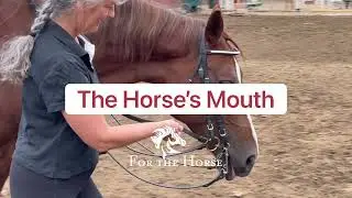 How To Have A Soft Horse Mouth When Riding