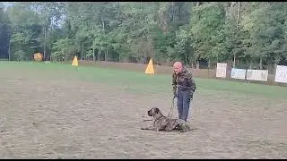 Cane Corso, sport, lavoro, gioco e tanto divertimento