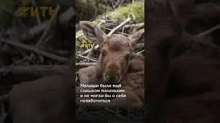 Их маму убили браконьеры… @shortszoozhit  #животные #спасение #лосята #браконьеры