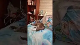 стеша и даша