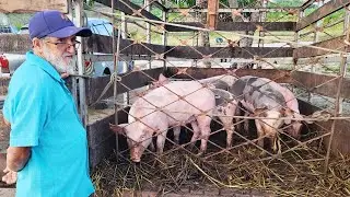 SUÍNOS DE 150 REAIS EM CUPIRA PE, ALÉM DE CAPRINOS E OVINOS  28-08-2024 #nordeste.