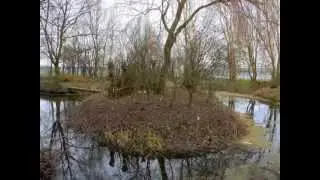 Januari in onze landschapstuin ( 't Struweel ).