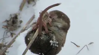 Землеройка / Бурозубка / Sorex araneus