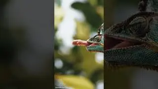 Lizard eating insects #lizard #animals #shorts #naturelover