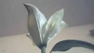 Lily Blooming