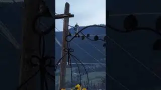 1, 2, 3, hummingbirds!