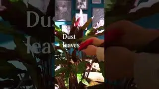 How to care for calathea rufibarba 