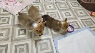 Вельш корги пемброк девочки 2 месяца