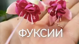 Мои скромницы фуксии