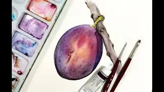 How to paint a realistic Plum in Watercolor