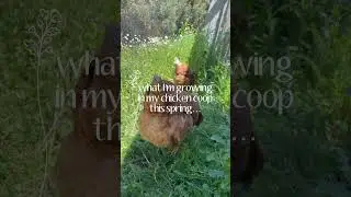 Alyce's 'Chicken City' Spring Tour | Ultimate Chicken Coop