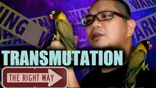 PROPER WAY OF TRANSMUTATION IN LOVEBIRDS