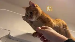 Cat prioritizes looking at aquarium over skinship with owner