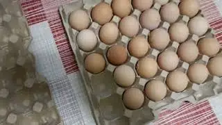 Совместное инкубации бройлеров КОББ 500 и несушек. От закладки до вывода.