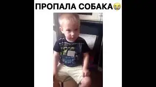 песня про собаку