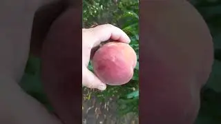 Рубі Принц, один із найкращих персиків.