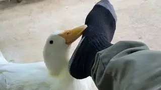 Duck Attack!!