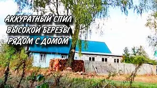 Аккуратный спил высокой березы рядом с домом. Тест бензопилы Villartec. Арбористика