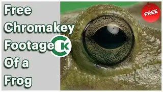 Free Frog Green Screen Footage | Chroma Key Frog Video