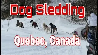 Dog Sledding