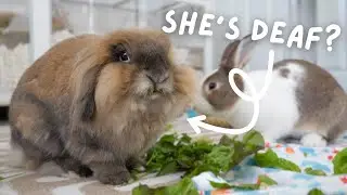 How I Figured out my Bunny was Deaf 😧