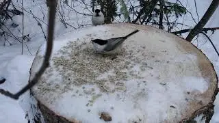 Красноярские столбы птичья кормушка