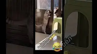 Приколы# кот и собака