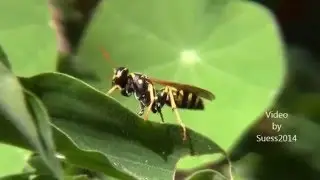 A video on a European Paper Wasp grooming -Polistes dominula- 1080P HD