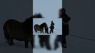 Сальто с Аборигенной лошади #shorts #жизньвдеревне #башкортостан