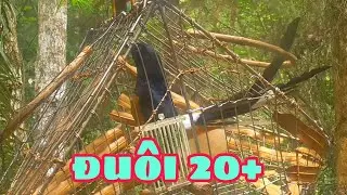 Chòe Lửa Đuôi 20+ Mang Làm Mồi Có Phí Quá Không Anh Em