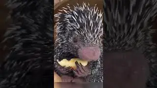 Puercoespín Comiendo Manzana te manda a dormir