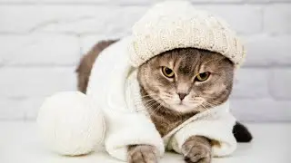 Cute cats and kittens videos