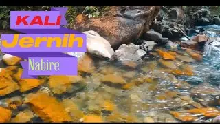 Sungai Jernih - Jembatan Kali Martinus Nabire Papua Tengah (Lagu Black Man Papua-Black Brother)