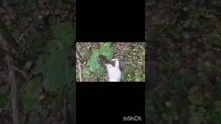 #прогулкавлесу