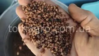 Лабораторный вибропневмостол ВПСЗ-0,3. Продукт испытания: жаренная гречка
