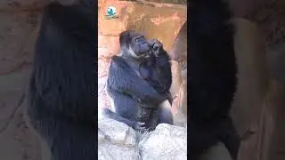 #chimpanzee #chimpu #chimplikicomedy #wildlife #indianwildlife #animal #ytshorts #youtubeshorts
