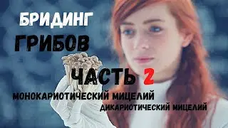 Бридинг Грибов - часть 2 (монокарионы | дикарионы)
