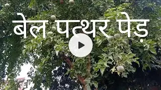 Home Gardening... belpatra plant grow care complete information शिव प्रिय बेलपत्र का पेड़..